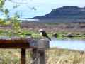 el Calafate – nature reserve birds