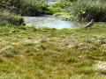 el Calafate – nature reserve birds