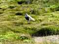 el Calafate – nature reserve birds