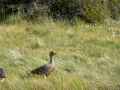 el Calafate – nature reserve birds