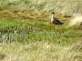 el Calafate – nature reserve birds