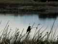 el Calafate – nature reserve birds