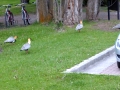 Ibis outside our room in el Calafate