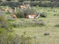 Torres del Paine – guanacos