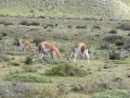 Torres del Paine – guanacos