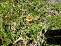 Torres del Paine – flowers