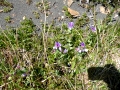 Torres del Paine – flowers