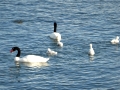 Puerto Natales – black neck swans