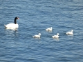 Puerto Natales – black neck swans