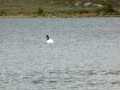 Ushuaia – Tierra del Feugo national park