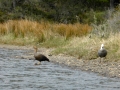 Ushuaia – Tierra del Feugo national park