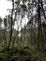 Ushuaia – Tierra del Feugo national park