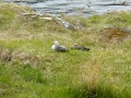 Ushuaia – Tierra del Feugo national park