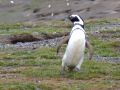 Magdalena Island – penguins