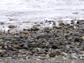 Magdalena Island – penguins