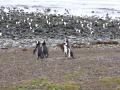 Magdalena Island – penguins