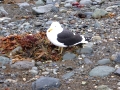 Magdalena Island – gull