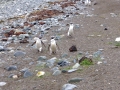 Magdalena Island – penguins