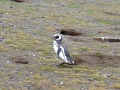 Magdalena Island – penguins