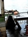 Valdivia – fish market fat sea lion