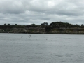 Pelicans from the ferry