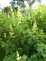 Parque Nacional de Chiloe – lupins