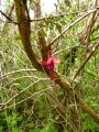 Parque Nacional de Chiloe – fushia flower