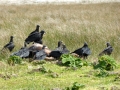 Parque Nacional de Chiloe – vultures and dead horse