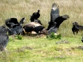 Parque Nacional de Chiloe – vultures and dead horse