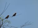 Birds in tree at near the town museum