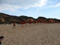 Start of camel ride on Cable Beach