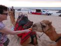 Camel ride on Cable Beach