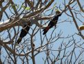 Black cockatoos in a large Boab tree