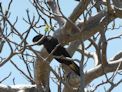 Black cockatoo in a large Boab tree