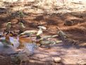 Birds drinking from a puddle near our camp