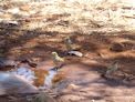 Birds drinking from a puddle near our camp