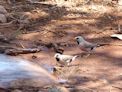 Long tail finches drinking from a puddle near our camp