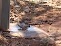 Long tail finches drinking from a puddle near our camp