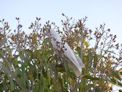 A corella in our camp