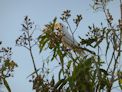 A corella in our camp