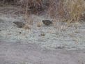 Quail at our camp at dusk