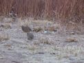 Quail at our camp at dusk