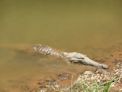 Windjana Gorge + crocodile