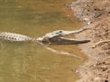 Windjana Gorge + crocodile