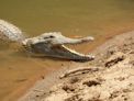 Windjana Gorge + crocodile