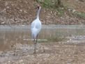 Windjana Gorge + brolga