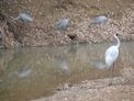 Windjana Gorge + brolga