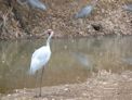 Windjana Gorge + brolga