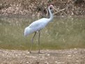 Windjana Gorge + brolga *