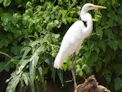 Windjana Gorge + white heron **